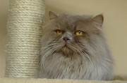 BRITISH LONGHAIR 004